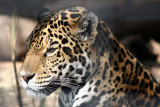 Panthera onca <br>Jaguar