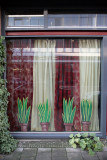 Sansevieria charade