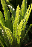 Asplenium scolopendrium Tongvaren