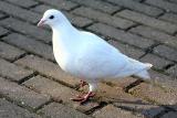 Columba livia <br>Feral pigeon<br>Stadsduif