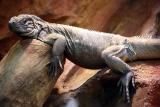 Cyclura cornuta <br>Rhinoceros Iguana <br>Neushoornleguaan
