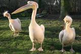 Pelecanus Onocrotalus <br>Great white pelican <br>Roze pelikaan