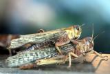Tropidacris collaris <br> Zuid-Amerikaanse reuzensprinkhaan