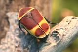 Pachnoda ephippuata <br>African rose-chafer <br>Afrikaanse rozenkever