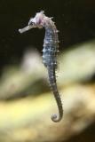 Hippocampus ? <br>Sea horse <br>Zeepaardje