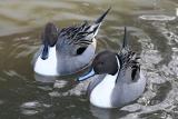 Anas acuta<br>Northern pintail<br> Pijlstaart 