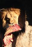 Panthera leo <br>Lion <br>Leeuw 