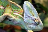 Chamaeleo chamaeleo calyptratus <br>Yemen Chameleon <br>Jemenkameleon