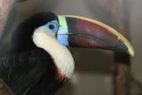 Ramphastos vitellinus <br>Channel-billed toucan <br>Groefsnaveltoekan