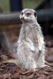 Suricata suricatta <br>Slender-tailed meerkat<br>Stokstaartje