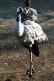 Grus grus <br>Common Crane <br> Kraanvogel