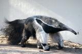 Myrmecophaga tridactyla <br>Giant anteater <br>Reuzenmiereneter
