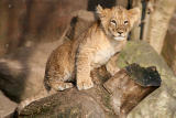 Panthera leo <br>Lion <br>Leeuw