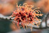 Hamamelis intermedia Orange Beauty <br>Toverhazelaar