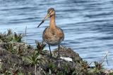 Limosa limosa<br>Black-tailed Godwit <br>Grutto