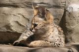 Leptailurus serval <br>Serval <br>Serval 