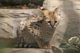 Leptailurus serval <br>Serval <br> Serval