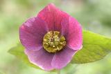 Helleborus orientalis <br>Lenten rose <br>Lenteroos