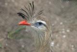 Cariama cristata <br>Red-legged Seriema <br>Kuif Seriema 