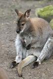 Macropus rufogriseus rufogriseus <br>Red-necked wallaby <br>Bennet walibie