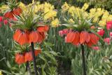 Fritillaria imperialis <br>Crown Imperial <br>Keizerskroon