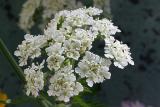 Anthriscus sylvestris Wild chervil Fluitenkruid