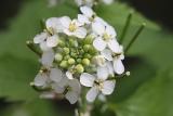 Alliaria petiolata Garlic mustard Look-zonder-look