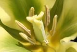 Tulipa Spring green viridiflora