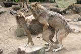 Canis lupus signatus<br> Iberian wolf <br>Iberische wolf  