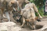 Canis lupus signatus<br> Iberian wolf <br>Iberische wolf 