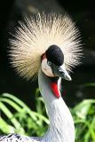 Balearica regulorum <br>Grey crowned crane <br>Kroonkraanvogel