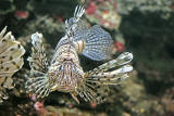 Pterois volitans <br>Red lionfish <br>Gewone koraalduivel 