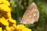 Icarus blauwtje (man)Common blue(male)Polyommatus icarus