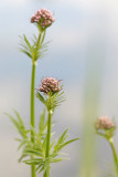 Valeriana officinalis <br>Echte valeriaan 