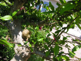 Lonny bought praying mantis egg sacks. They had hatched and little baby mantises were all over the place, ha. Bye-bye bad bugs.