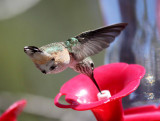 Hummingbird 7a.jpg