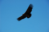 DSC_0234.JPG