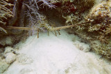 Key Largo