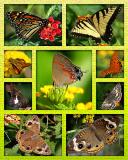 8x10_collage_mat_V.jpg