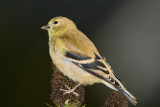 American Goldfinch