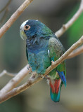 Blue and green macaw.Copan Ruinas