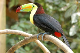 keel-billed Toucan