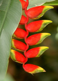 Shot at Macaw Mountain Bird