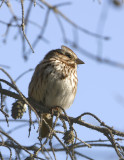 Song Sparrow