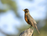 American Robin