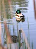 Mallard