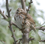 Song Sparrow