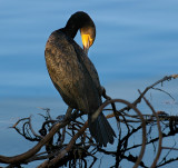 Aalscholver Cormorant.lake Eola Orlando