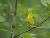 Yellow Warbler