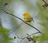 Yellow Warbler